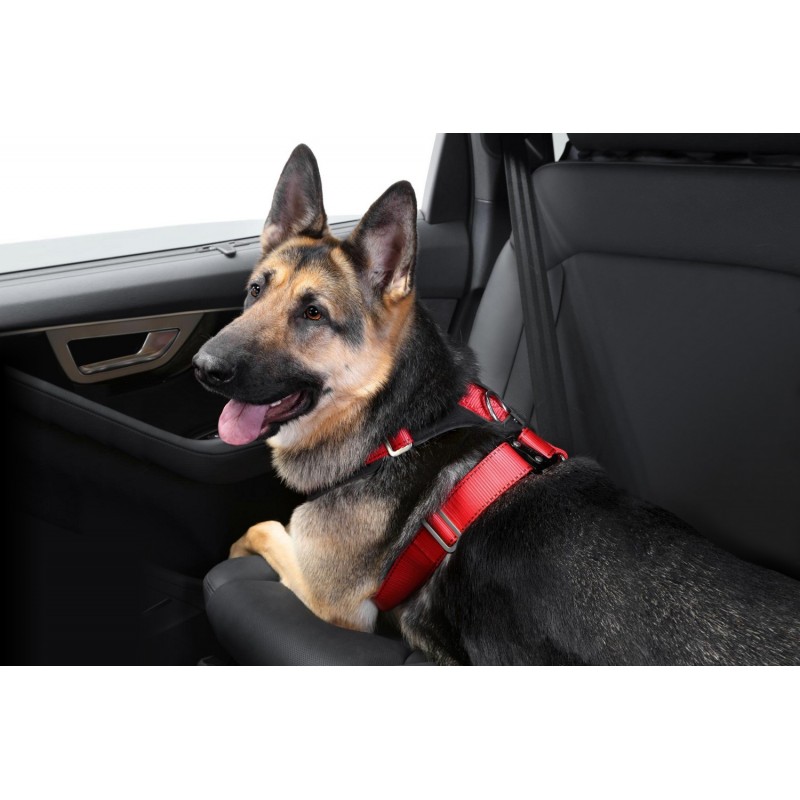 Harnais de sécurité pour voiture DOG Safe