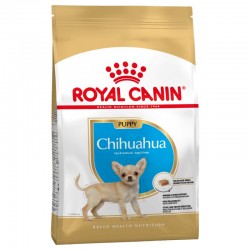 Chihuahua -  Junior - Royal...