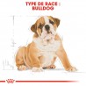 Bulldog Anglais -  Junior