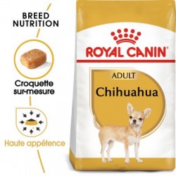 Chihuahua - Adulte