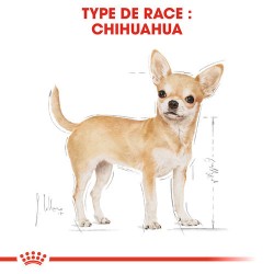 Chihuahua - Adulte