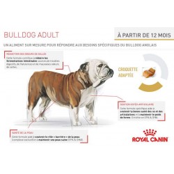 Bulldog Anglais - Adulte