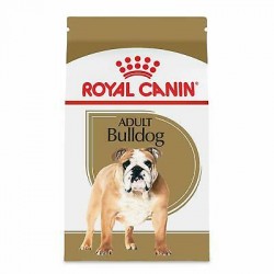 Bulldog Anglais - Adulte