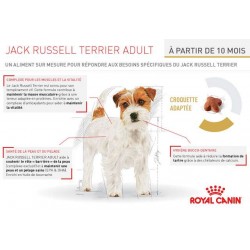 Jack Russel Terrier -  Adulte