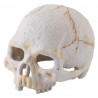 Décoration pour terrarium :  Crâne
